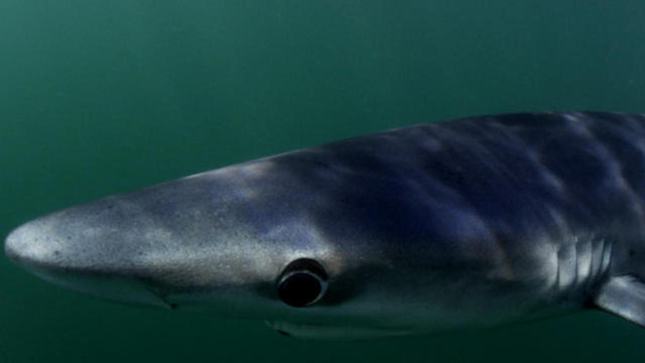 England Shark Attack: Snorkeler bitten off the British Coast