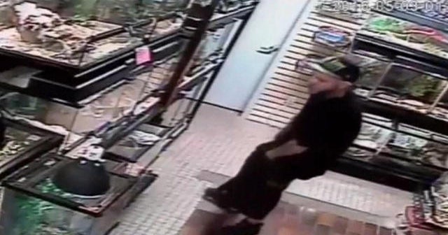 Reptile robber apprehended in Florida - CBS News