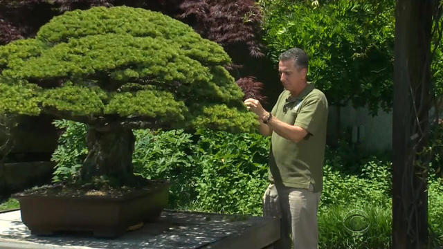 falscher bonsai Hearthside Artificial Bonsai Tree – viln main image 1