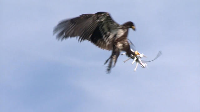 0524-scitech-eagle-drone-grab-1067938-640x360.jpg 
