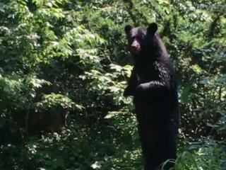 Pedals the Bear Blurred a Line Between Species - The New York Times