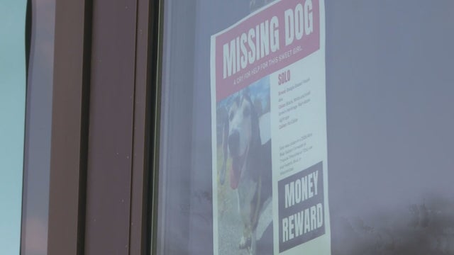 WESTY STOLEN DOG 10PKG.transfer_frame_1092 