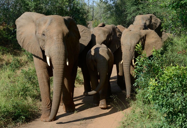 South Africa : Illustration