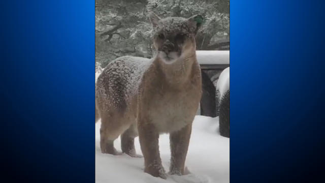 Boulder-Mountain-Lion-featured.jpg 