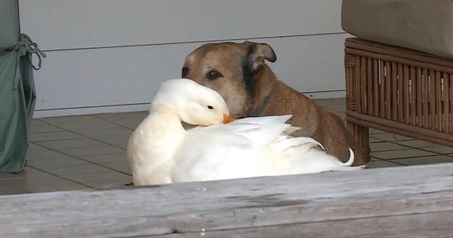 Dog and duck make for an unlikely friendship CBS News