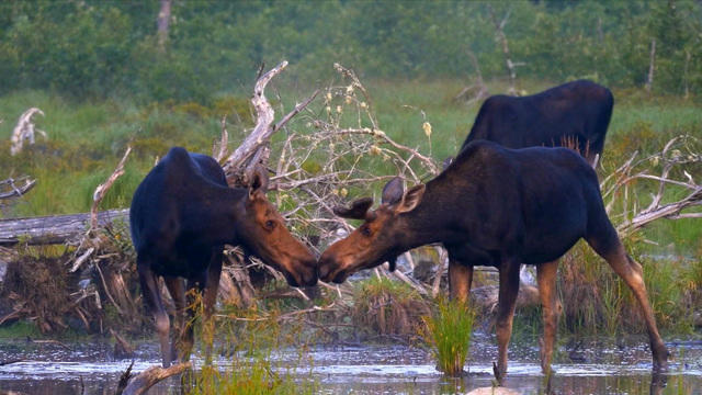 sunmo-nature-maine-0807-1103313-640x360.jpg 