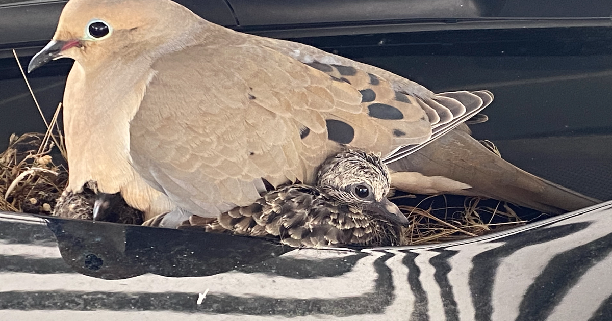 Quarantined Carrollton Police Cruiser Still Off Limits After Doves