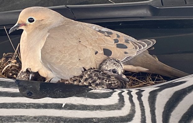 Momma dove and baby on police SUV 