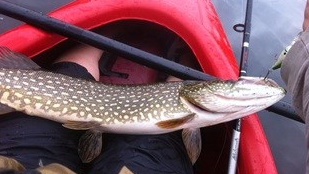 Predatory-Fish-Removal-1-northern-pike-NPS.png 