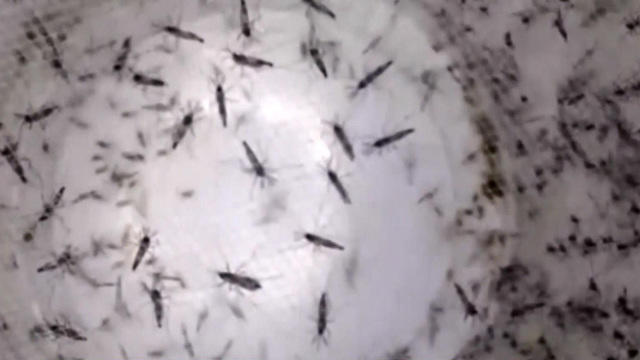 ctm-zika-mosquitoes-0902-1116446-640x360.jpg 