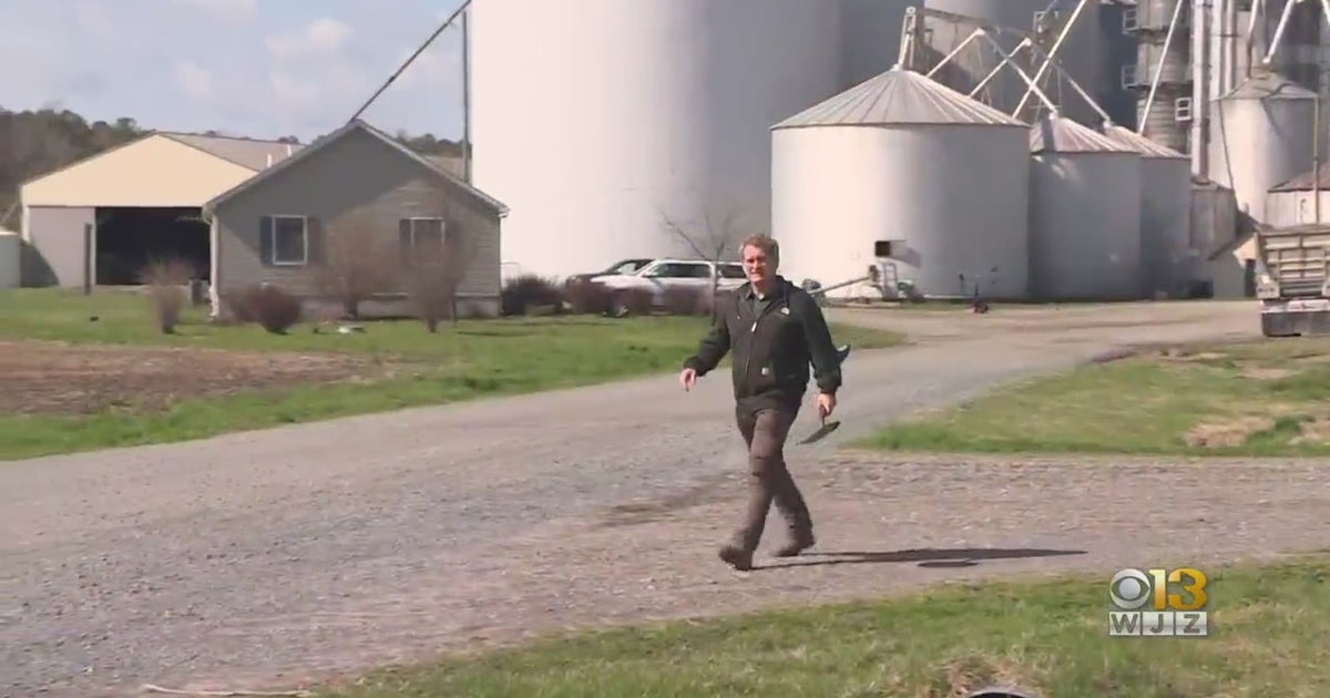 Maryland Farmer Uses Specific Farming Techniques To Fight Climate ...