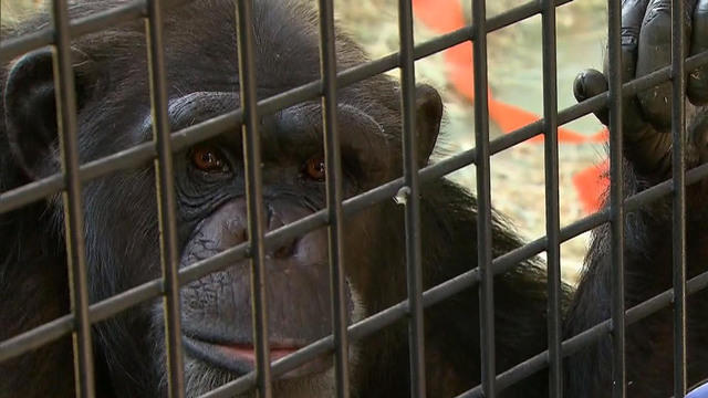 0909-ctm-chimpsanctuary-1120565-640x360.jpg 
