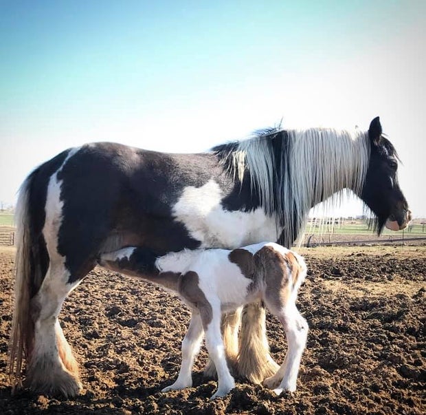Weld Co stolen baby horse 3