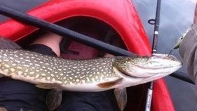 northern-pike.jpg 