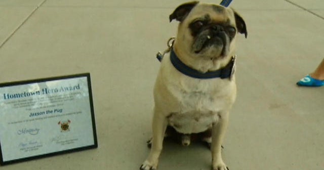 Hero dog saves family from fire - CBS News