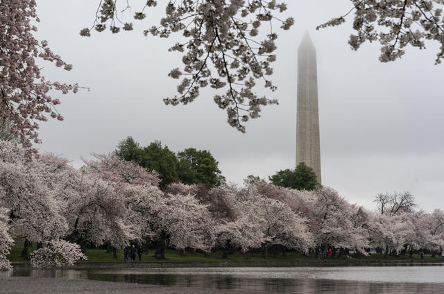 Cherry blossom time in Washington D.C. reveals a warming planet