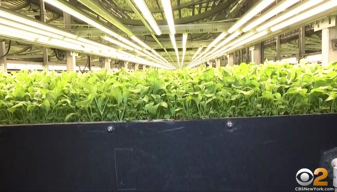 Earth Day: Going Vertical In Newark, Innovative AeroFarms Grows More ...