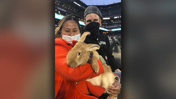 Therapy Bunny at Oracle Park 