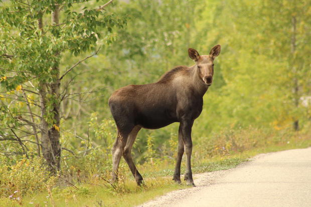 moose Side View Of Horse Standing In Forest 