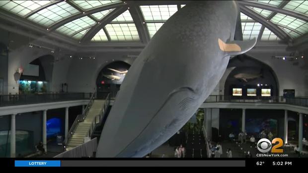 natural history museum blue whale bandage vacine kramer 