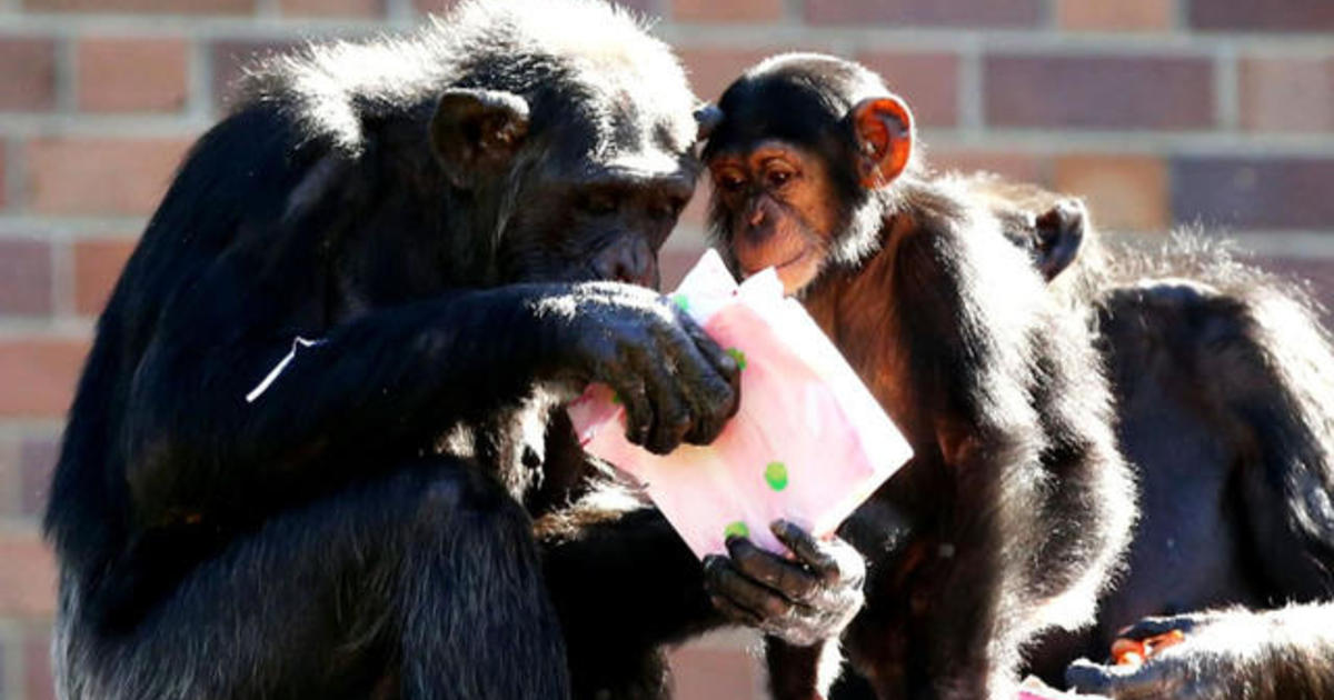 Chimps Recognize Rear Ends Cbs News