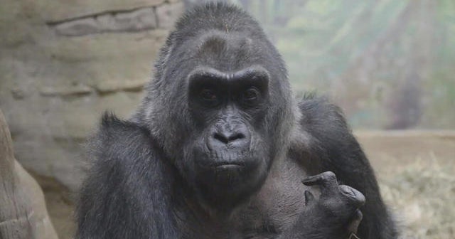 Colo, America's oldest gorilla, turns 60 - CBS News