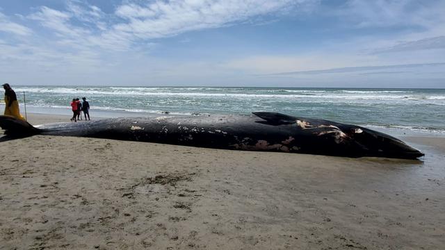 dead-fin-whale-marine-mammal-center-photo.jpg 