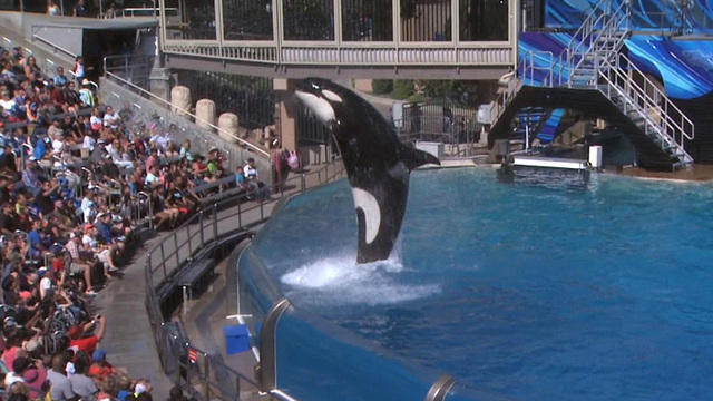 0107-satmo-evans-seaworldwhaledeath-1225859-640x360.jpg 
