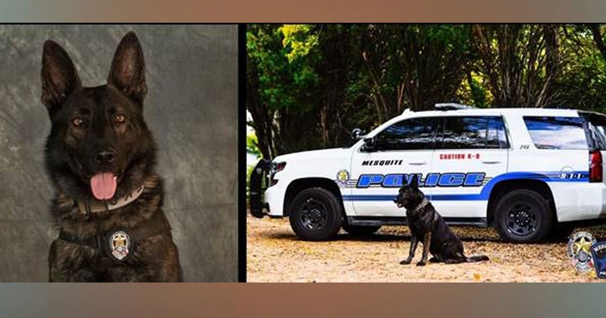 'Amazing & Loyal Dog,' Mesquite Police K9 Kozmo Killed In The Line Of
