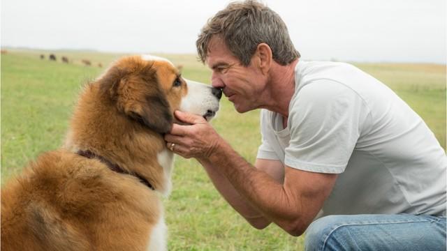 dogpurpose-1231263-640x360.jpg 