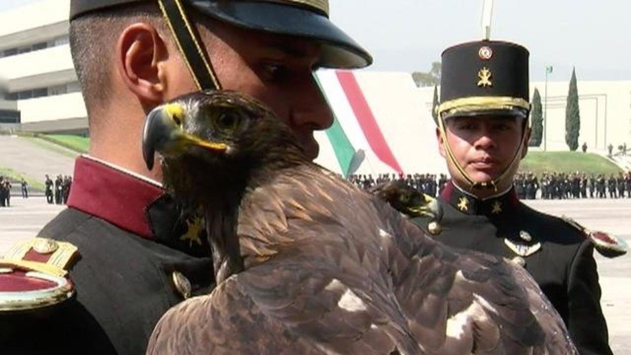 El águila real, símbolo patrio y protagonista del escudo nacional, en  peligro de extinción - CBS News