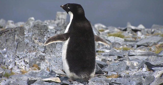 Antarctica's disappearing penguins reveal impact of climate change