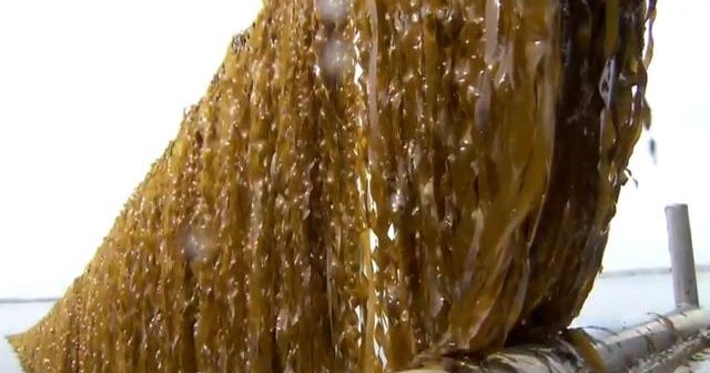 Growing U.S. kelp farming industry boosts economies, captures carbon CBS News