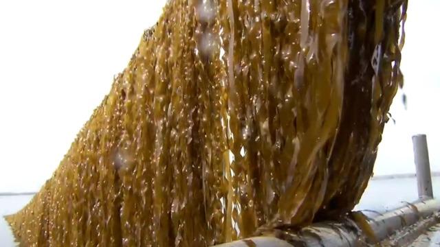 cbsn-fusion-growing-us-kelp-farming-industry-boosts-economies-captures-carbon-thumbnail-701987-640x360.jpg 