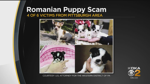 romanian-puppy-scam-Desmond-Fodje-Bobga.png 