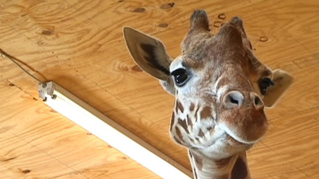 cbsn-fusion-zoo-wants-to-livestream-birth-of-a-giraffe-thumbnail-1257126-640x360.jpg 