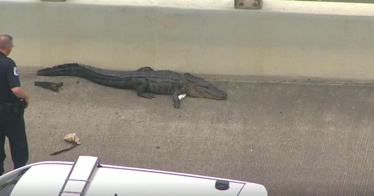Alligator Causes Traffic Issues On Bridge Of Texas Highway - CBS Texas