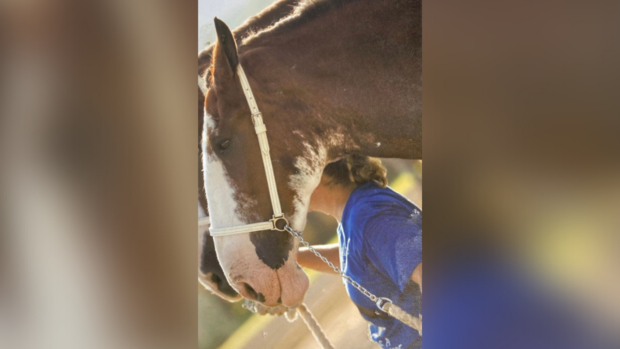 jesse stolen clydesdale horse sarver 