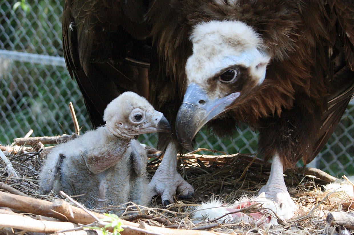 Largest Old World Vulture Hatches At Zoo Miami - CBS Miami