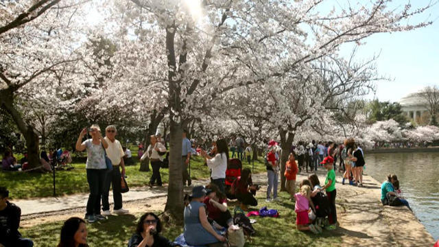 cbsn-fusion-dcs-famous-cherry-blossoms-will-bloom-early-this-year-thumbnail-1260820-640x360.jpg 