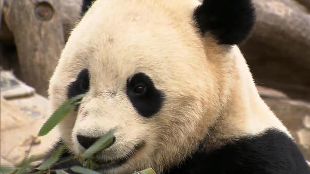 cbsn-fusion-jeff-corwin-explains-bao-baos-trip-to-china-thumbnail-1255473-640x360.jpg 