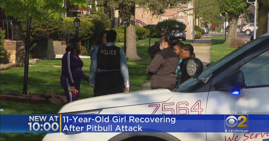 11YearOld Girl Attacked By Pit Bull In South Side's Marynook