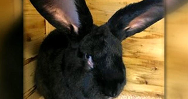 Owner says 3foot rabbit died while on United flight CBS News
