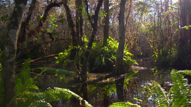 0526-en-bojorquez-everglades-1323741-640x360.jpg
