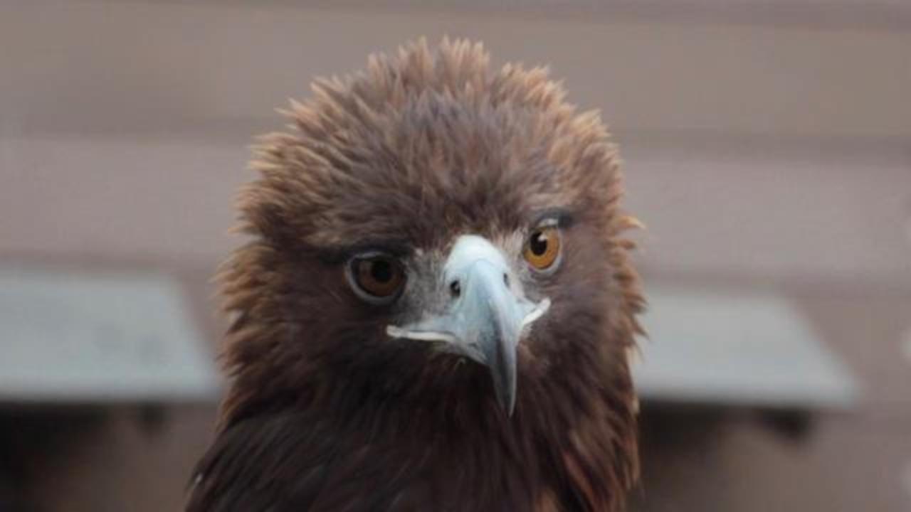 Nace primera águila real por inseminación artificial en México - CBS News