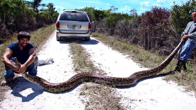 051717-ctm-pythonhunting-strassmann-1316976-640x360.jpg 