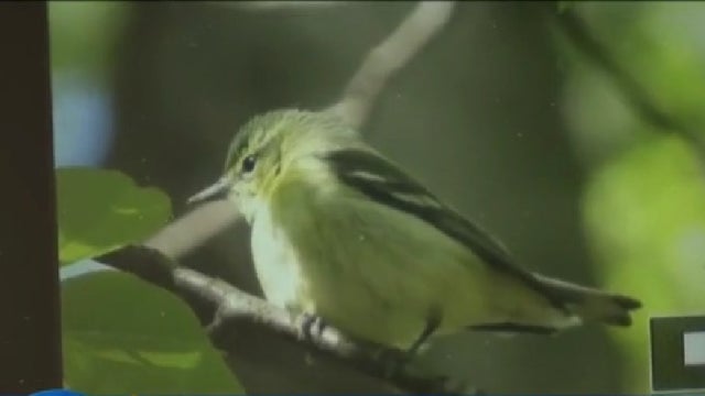 Cerulean-warbler.jpg 