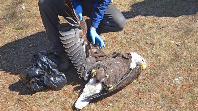 bald-eagle-death.jpg 