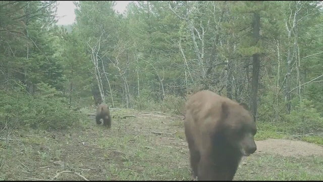 TRIMBLE BEAR ATTACK 5PKG.transfer_frame_1894