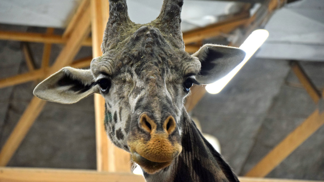 lehigh-valley-zoo-murphy-giraffe.png 